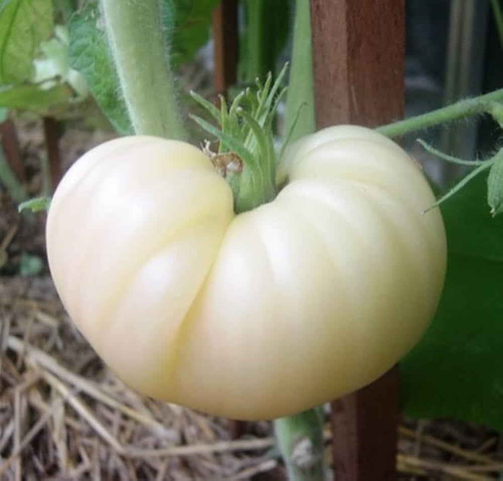 Great - White for planting in home garden